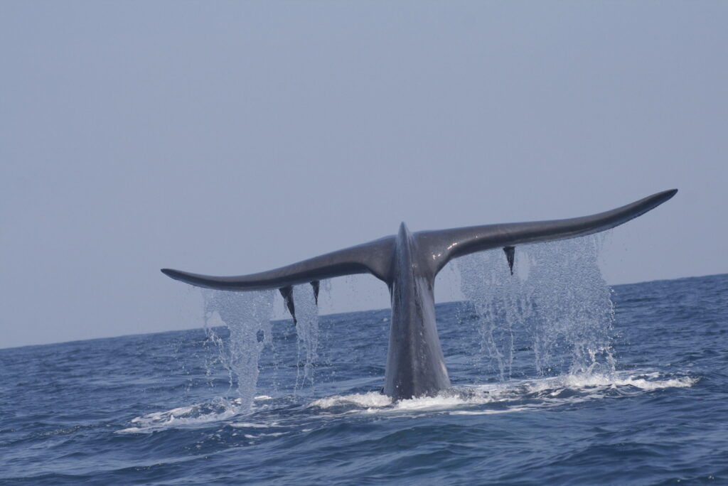 Mirissa-Whale-Watching