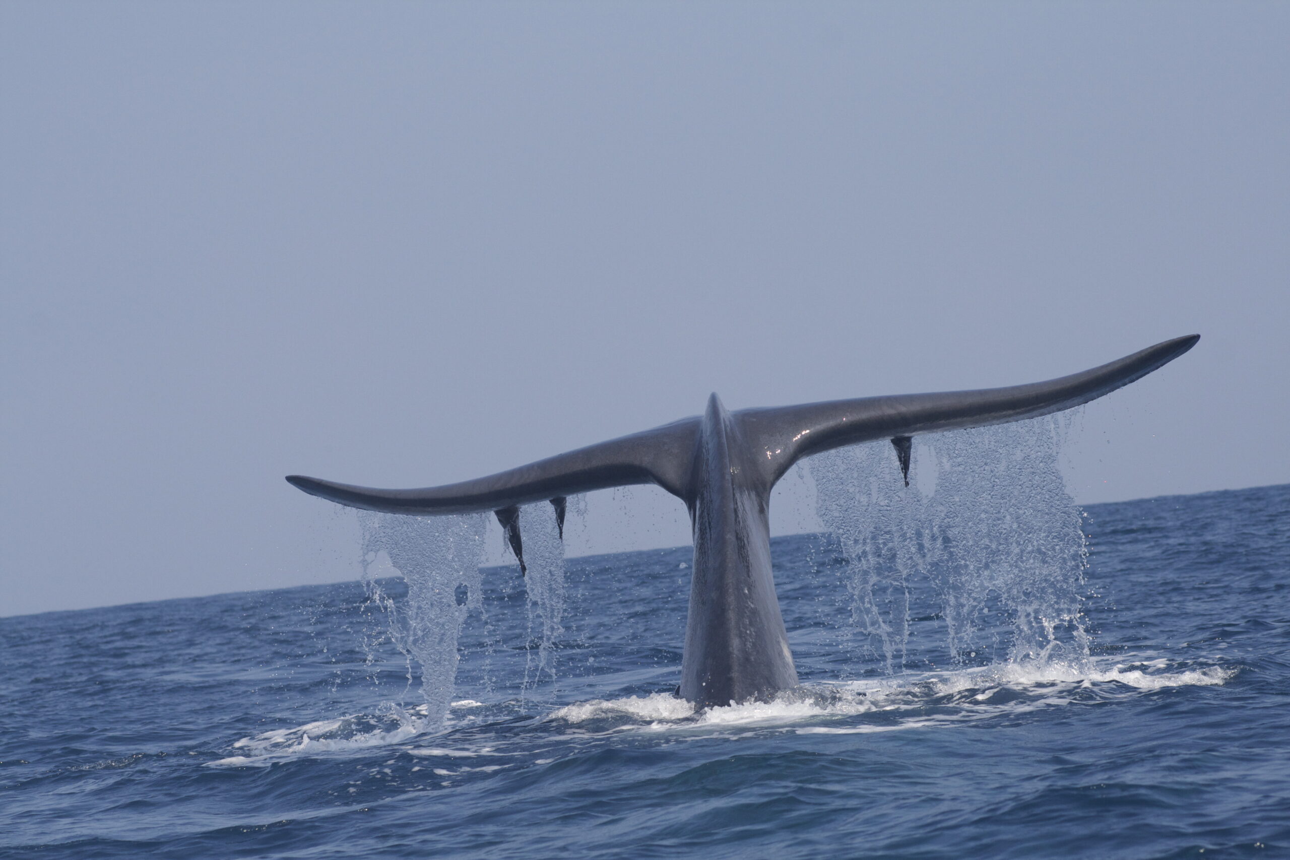 Mirissa-Whale-Watching